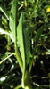 Leaf underside of L. peptides