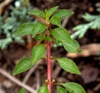 Ludwigia stem