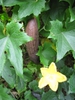 Luffa aegyptiaca