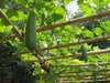 Luffa aegyptiaca