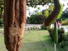 Luffa aegyptiaca