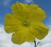Luffa aegyptiaca
