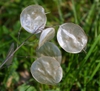 Seeds