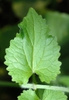 Leaf and stem up close