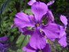 Flower close up