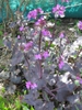 Form
