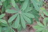 Compound leaf