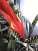 Yellow flower emerging from behind red bracts.
