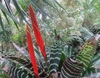 Rosette of banded leaves & erect red bacteate inflorescence.
