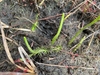 Form with new shoots