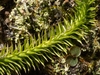 Closeup