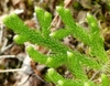 Stem and leaf detail