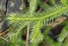 Leaf detqil