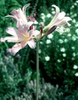 Lycoris squamigera