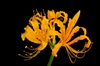 A cluster of yellow flowers