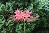 Lycoris radiata