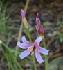 Flower & Buds - Aug. - Wake Co., NC