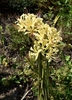 Photo of cluster of pale yellow flowers.
