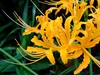 Flowers of L. aurea