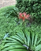 Lycoris radiata