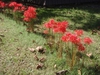 Whole plant