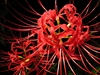 Species with long stamens