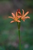 Species with short stamens