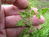 Lygodium japonica