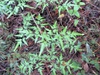 Lygodium japonica