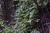 Lygodium japonica
