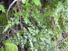 Lygodium japonica