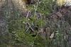 Form