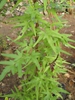 Form