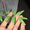 Sterile leaves