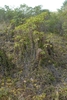 climbing fern.