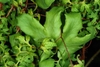 Leaflets