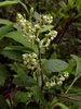 Lyonia ligustrina