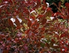 Lyonia ligustrina