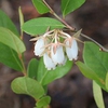 Lyonia mariana