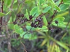 Lyonia mariana