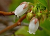 Lyonia mariana