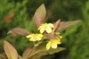 Lysimachia ciliata