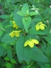 Lysimachia ciliata