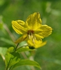 Lysimachia ciliata