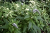Lysimachia clethroides