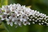 Lysimachia clethroides