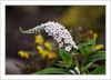 Lysimachia clethroides 