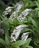 Form