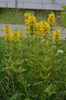 Lysimachia punctata