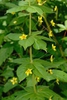 Lysimachia quadrifolia